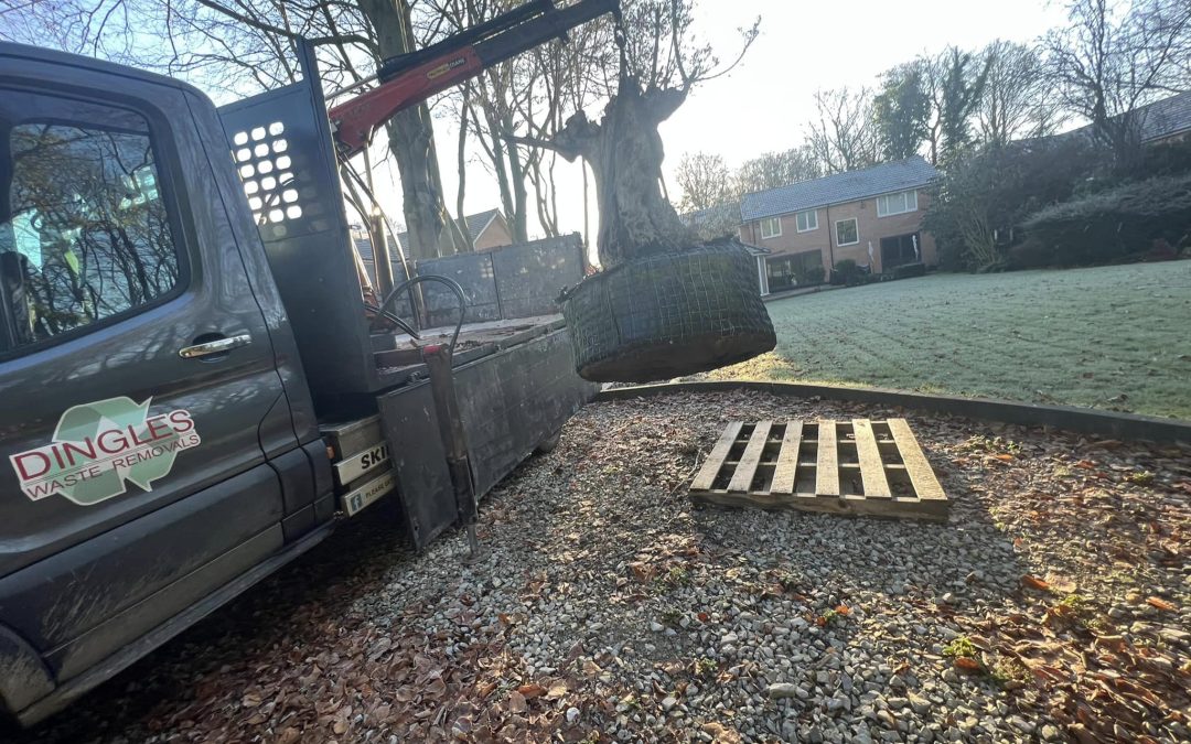 Tree removal Blackburn
